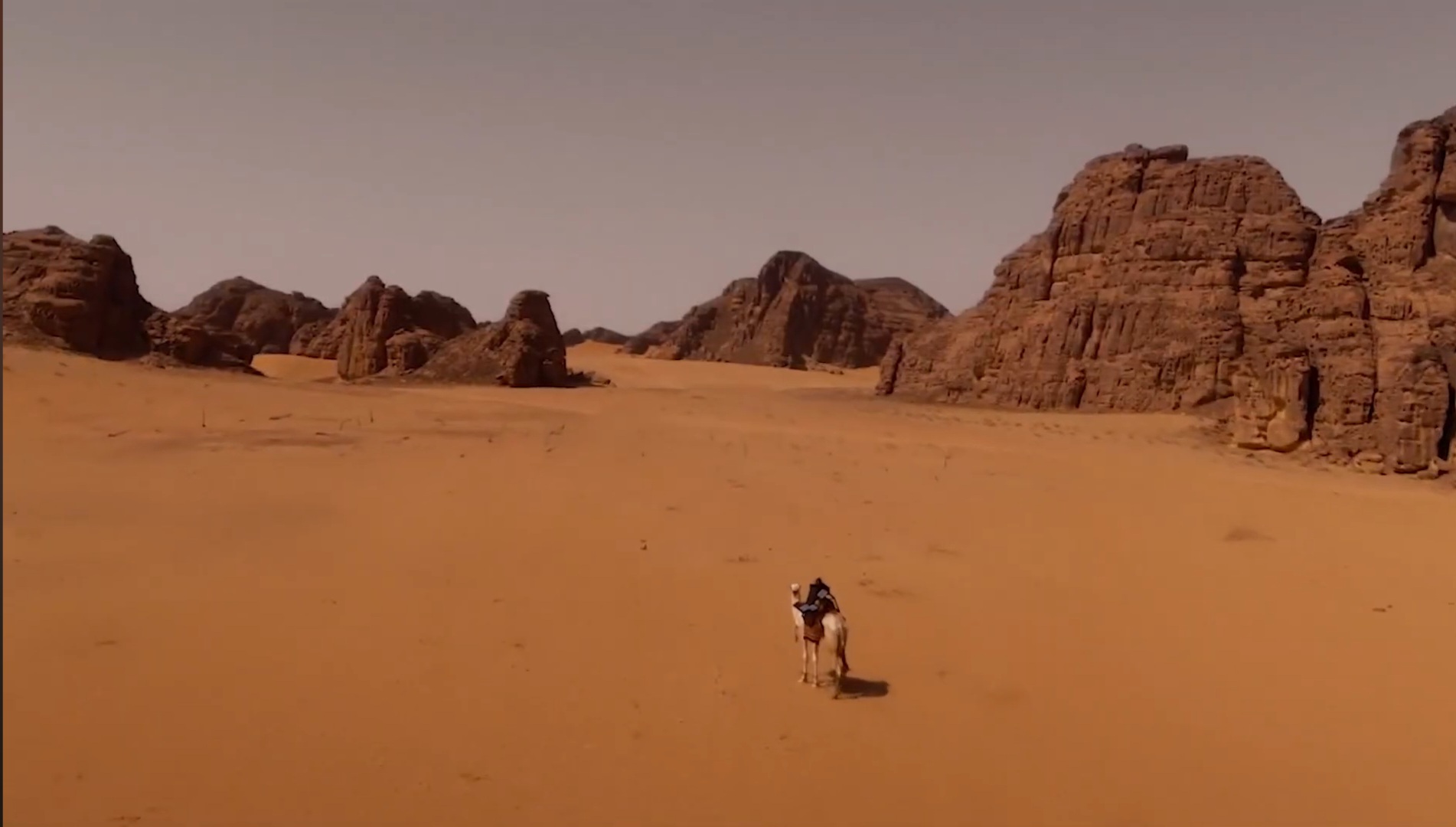 STC - Sarah the Camel